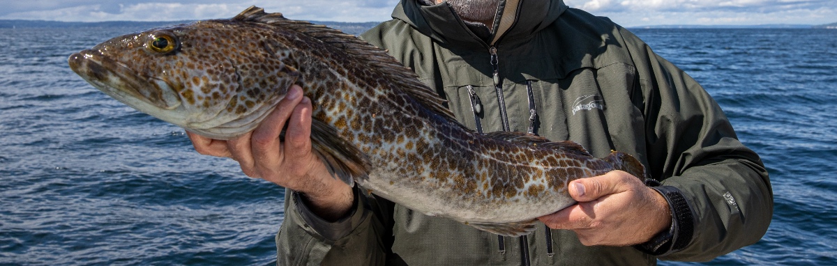 dorsz po wyłowieniu 31 cali